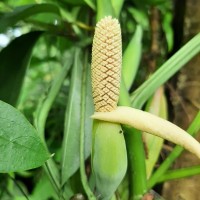 Syngonium angustatum Schott